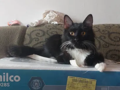 Gato raça SRD-ViraLata idade 1 ano nome Mike