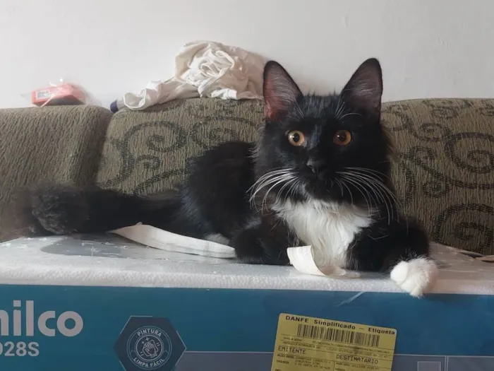 Gato ra a SRD-ViraLata idade 1 ano nome Mike