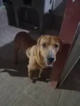 Tobias