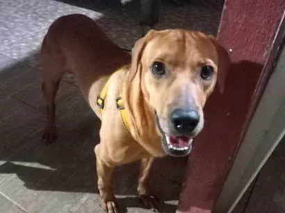 Cachorro raça SRD-ViraLata idade 1 ano nome Tobias