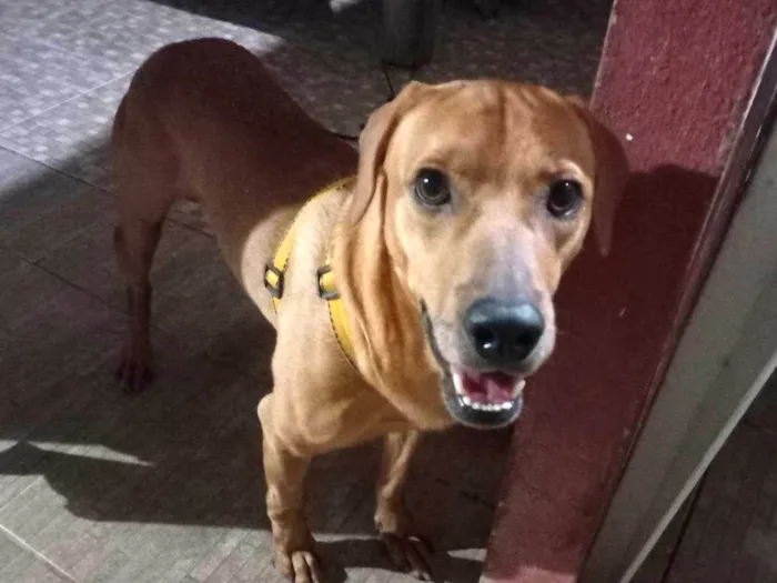 Cachorro ra a SRD-ViraLata idade 1 ano nome Tobias