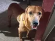 Tobias