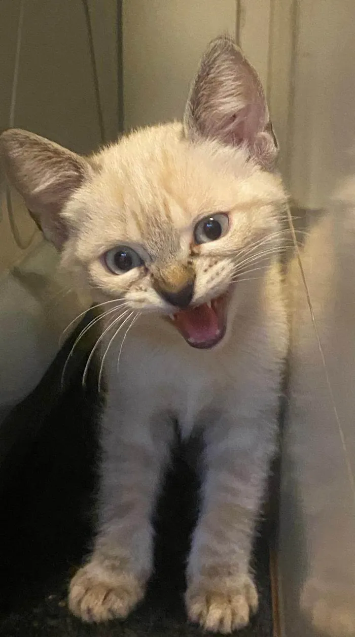 Gato raça Siamês idade 2 a 6 meses nome Zion