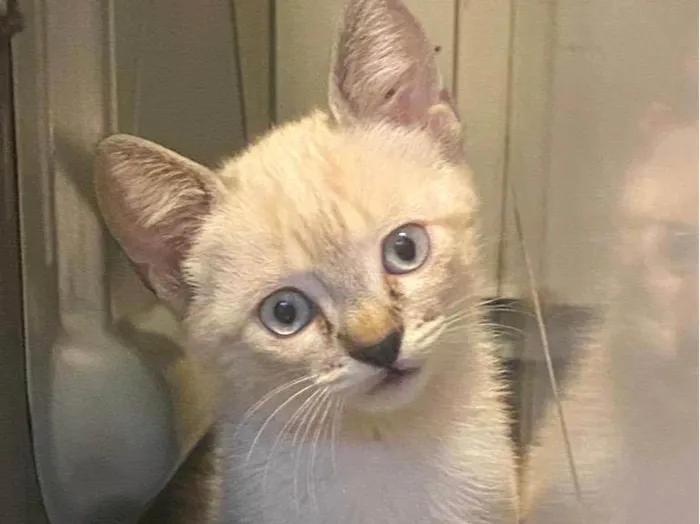 Gato raça Siamês idade 2 a 6 meses nome Zion