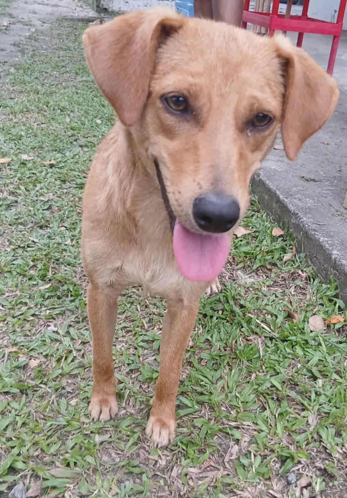 Cachorro ra a SRD-ViraLata idade 1 ano nome Rosinha