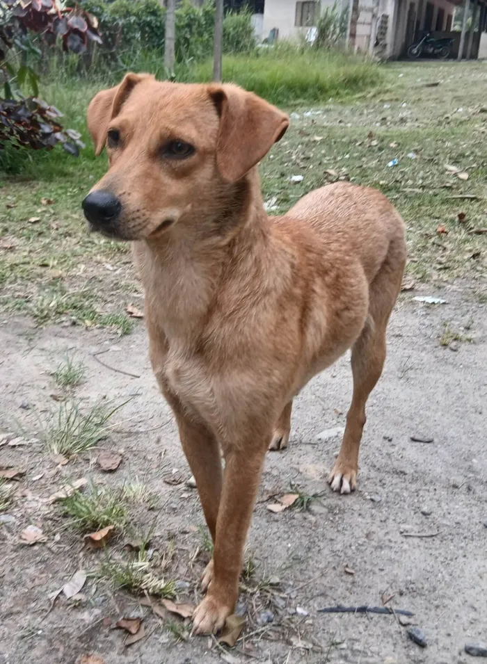 Cachorro ra a SRD-ViraLata idade 1 ano nome Rosinha