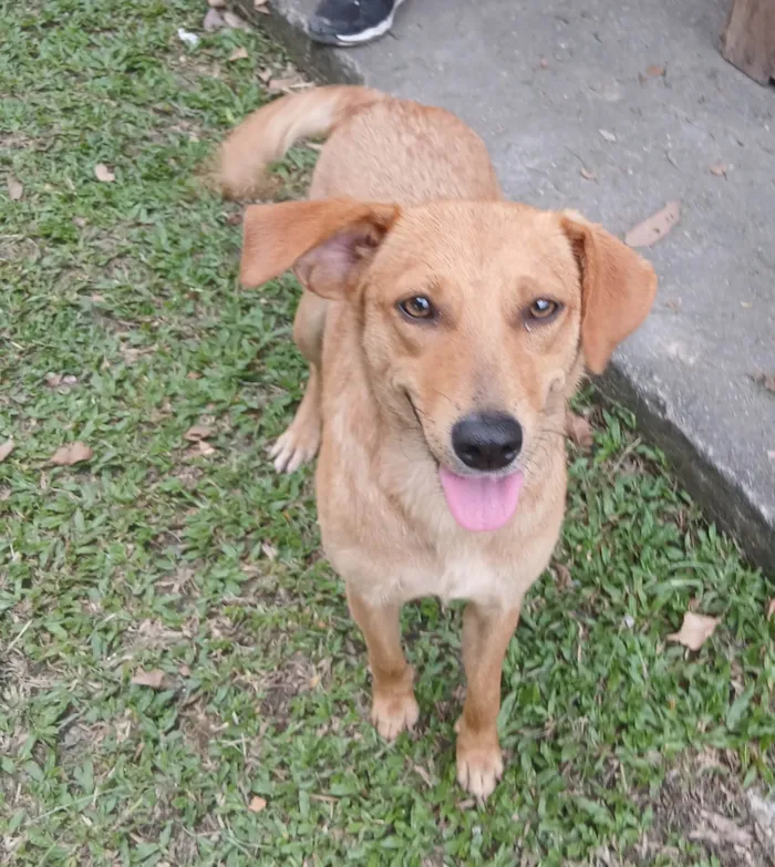 Cachorro ra a SRD-ViraLata idade 1 ano nome Rosinha