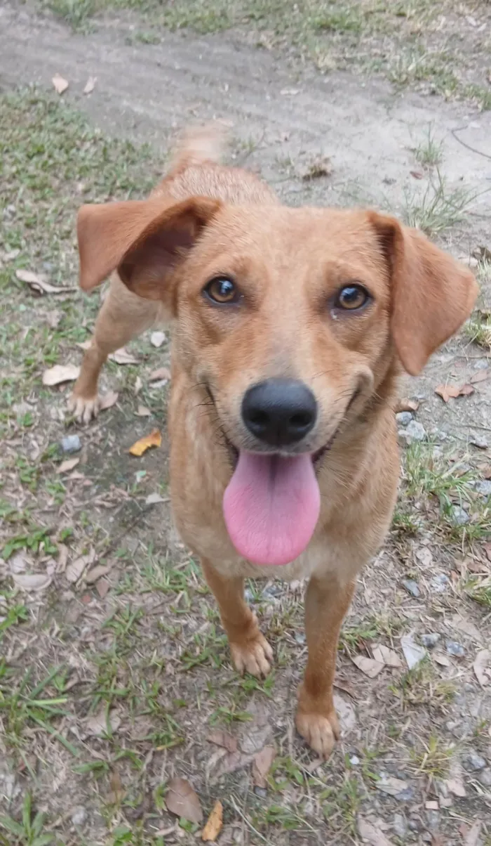 Cachorro ra a SRD-ViraLata idade 1 ano nome Rosinha