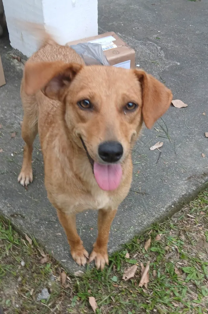Cachorro ra a SRD-ViraLata idade 1 ano nome Rosinha