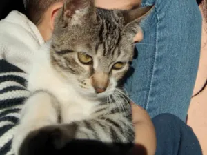 Gato raça SRD-ViraLata idade 7 a 11 meses nome Mia
