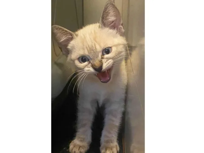 Gato raça Siamês idade 2 a 6 meses nome Zion