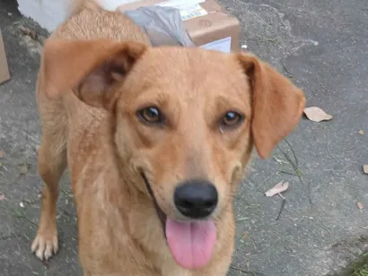 Cachorro raça SRD-ViraLata idade 1 ano nome Rosinha