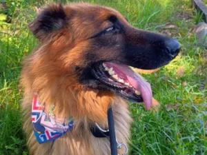 Cachorro raça Pastor Alemão idade 3 anos nome Blutos 