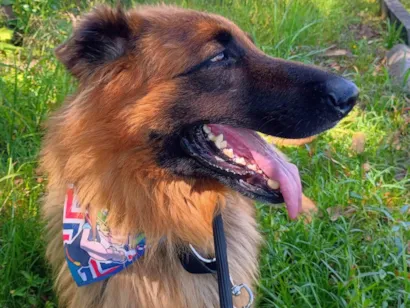 Cachorro raça Pastor Alemão idade 3 anos nome Blutos 