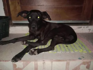 Cachorro raça Labrador idade 7 a 11 meses nome Negro