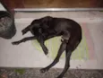 Negro