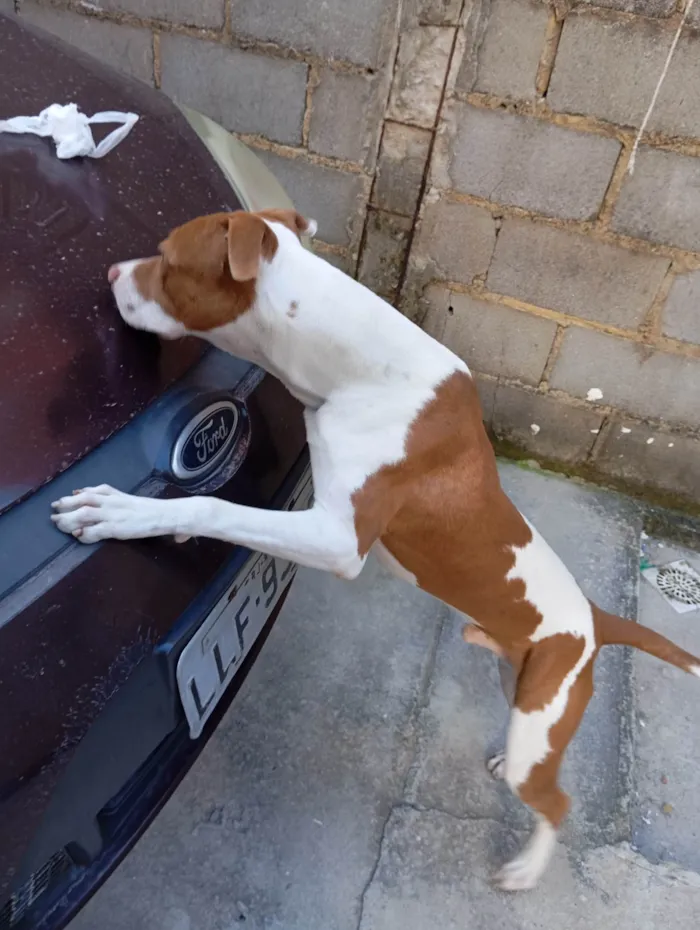 Cachorro ra a Pit-Bull idade 7 a 11 meses nome Thor