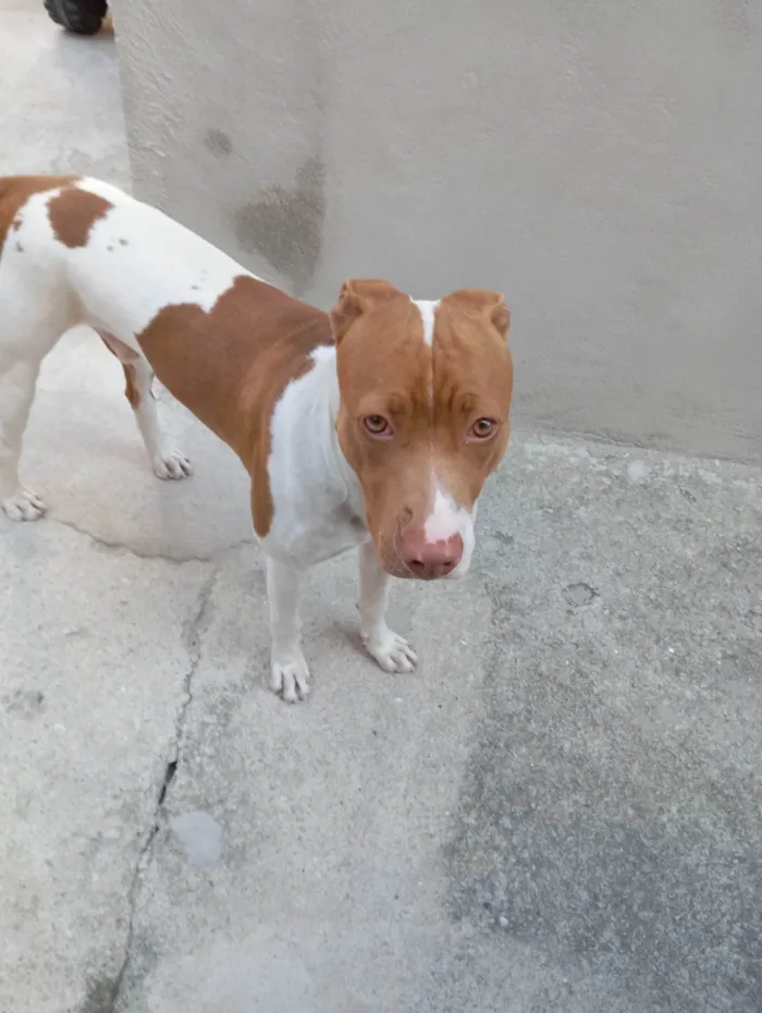 Cachorro ra a Pit-Bull idade 7 a 11 meses nome Thor