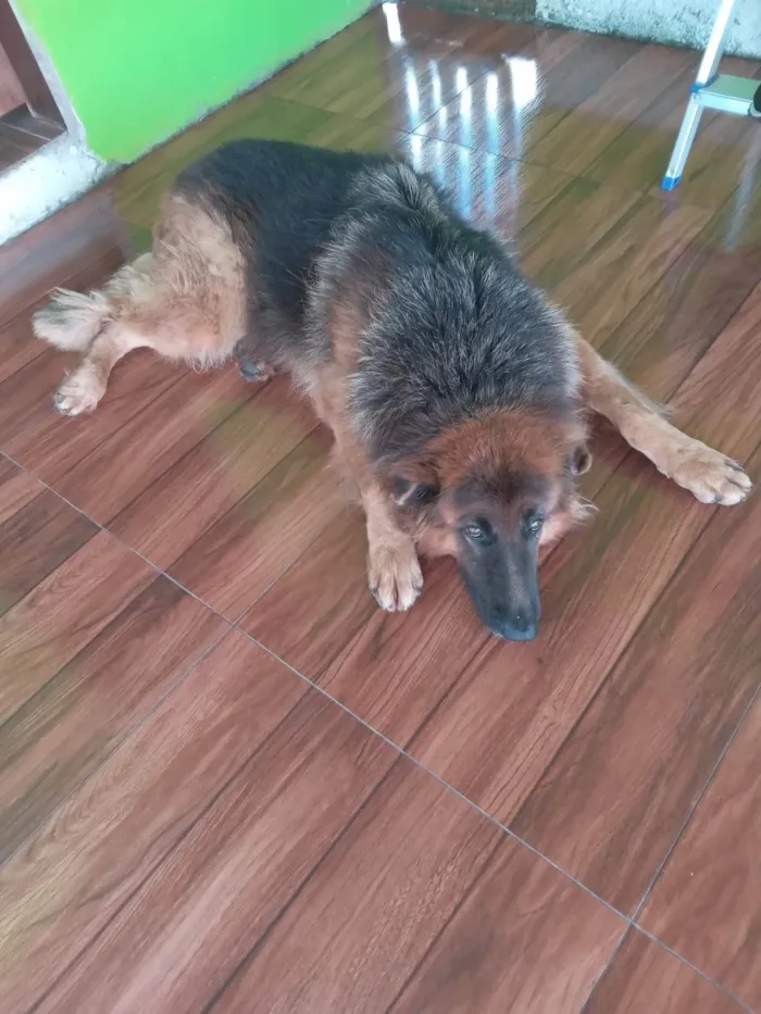 Cachorro ra a Pastor Alemão idade 3 anos nome Blutos 