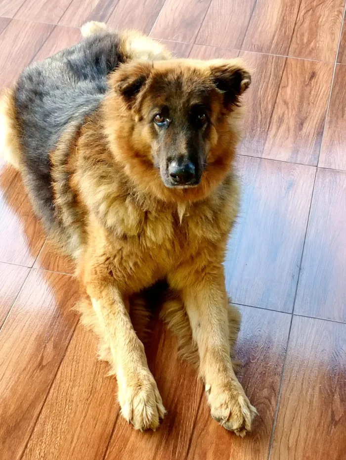 Cachorro ra a Pastor Alemão idade 3 anos nome Blutos 
