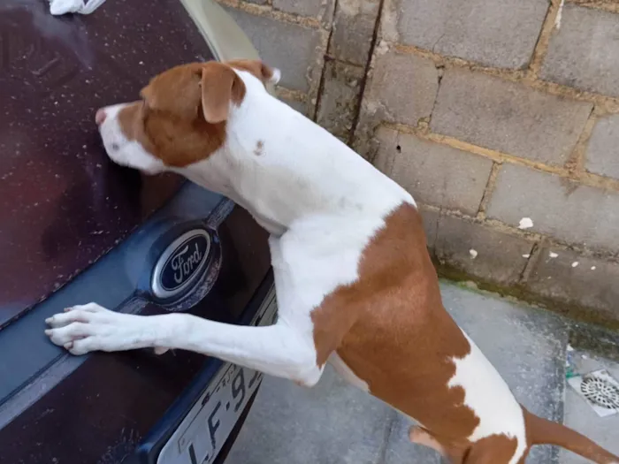 Cachorro ra a Pit-Bull idade 7 a 11 meses nome Thor