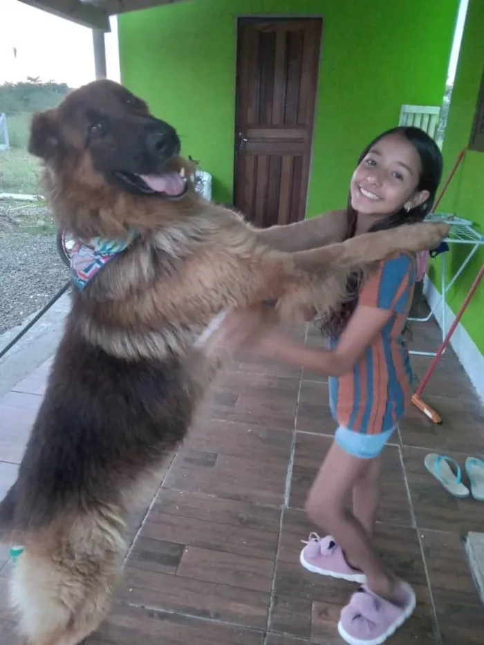 Cachorro ra a Pastor Alemão idade 3 anos nome Blutos 