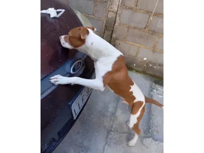 Cachorro raça Pit-Bull idade 7 a 11 meses nome Thor
