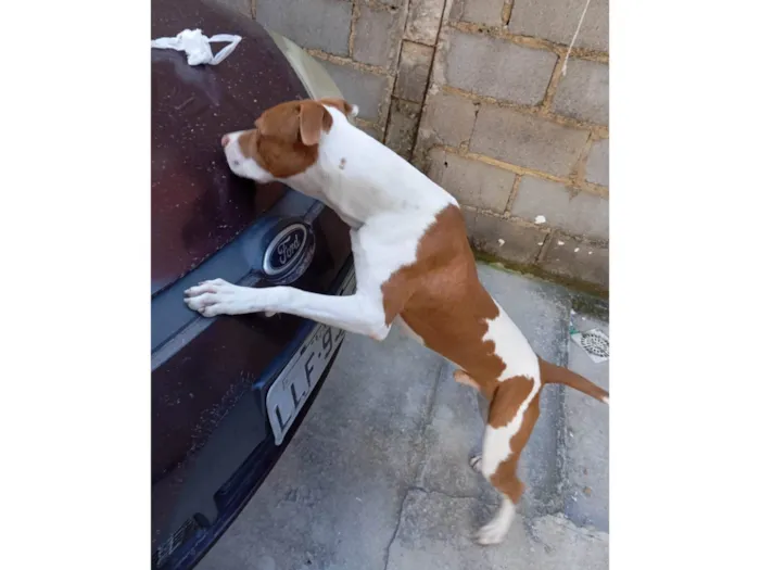 Cachorro ra a Pit-Bull idade 7 a 11 meses nome Thor