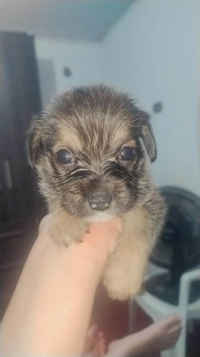 Cachorro ra a SRD-ViraLata idade Abaixo de 2 meses nome Cães filhotes para doação 