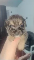 Cães filhotes para doação
