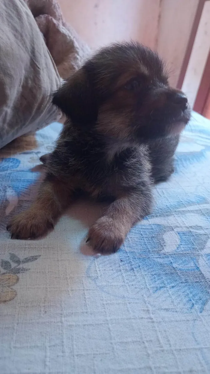 Cachorro ra a SRD-ViraLata idade Abaixo de 2 meses nome Cães filhotes para doação 