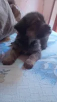 Cães filhotes para doação