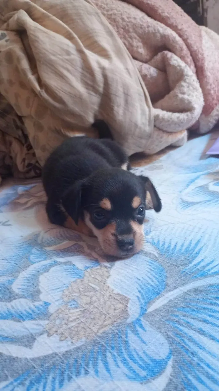 Cachorro ra a SRD-ViraLata idade Abaixo de 2 meses nome Cães filhotes para doação 