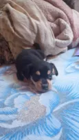Cães filhotes para doação