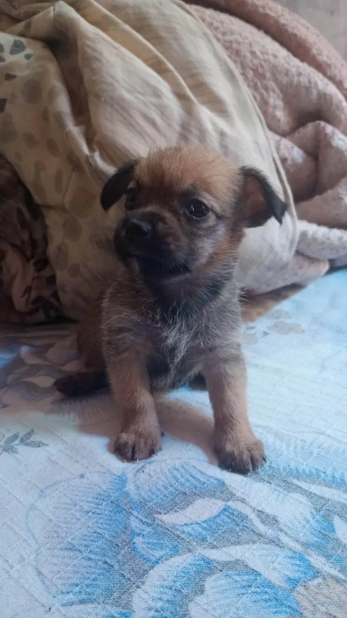 Cachorro ra a SRD-ViraLata idade Abaixo de 2 meses nome Cães filhotes para doação 