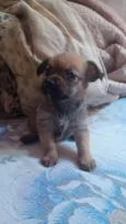 Cães filhotes para doação