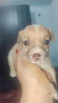 Cães filhotes para doação