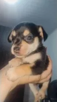 Cães filhotes para doação