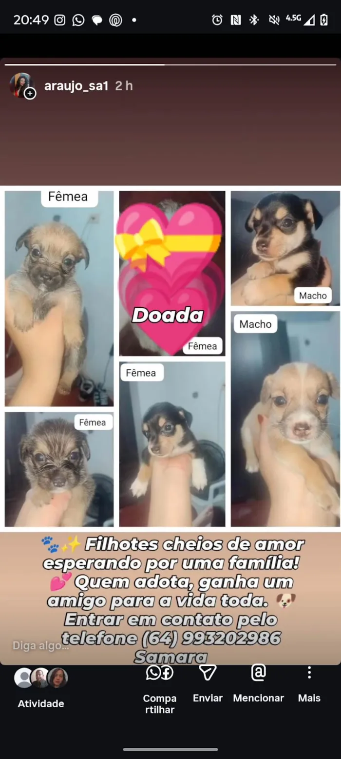 Cachorro ra a SRD-ViraLata idade Abaixo de 2 meses nome Cães filhotes para doação 