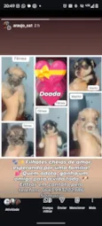 Cães filhotes para doação