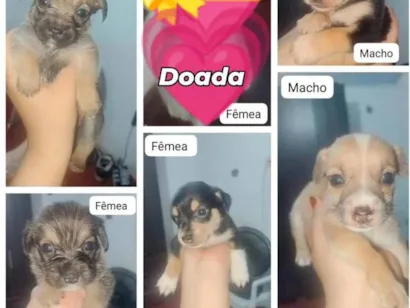 Cachorro raça SRD-ViraLata idade Abaixo de 2 meses nome Cães filhotes para doação 