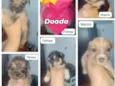 Cães filhotes para doação