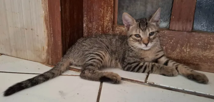 Gato ra a SRD-ViraLata idade 2 a 6 meses nome Mingau 
