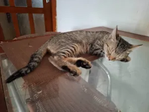 Gato raça SRD-ViraLata idade 2 a 6 meses nome Sayd