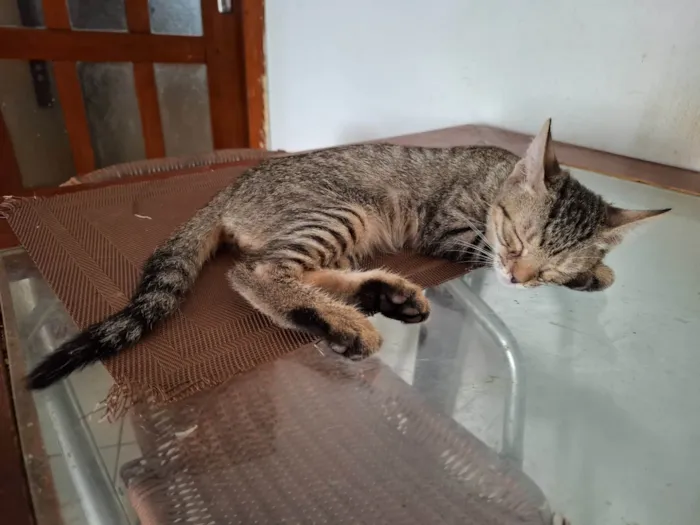 Gato ra a SRD-ViraLata idade 2 a 6 meses nome Sayd