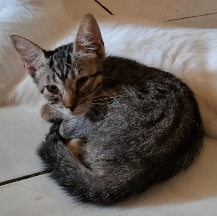 Gato ra a SRD-ViraLata idade 2 a 6 meses nome Pérola