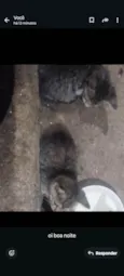 gato 