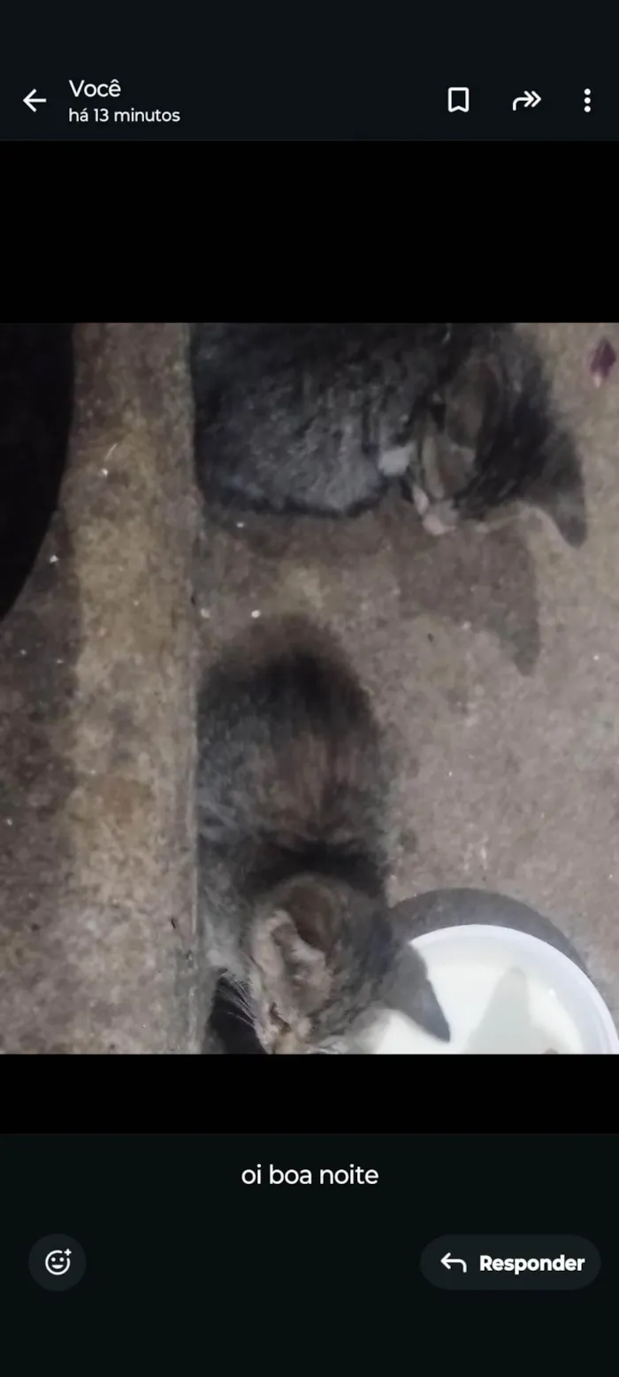 Gato raça Exótico idade 2 a 6 meses nome gato 