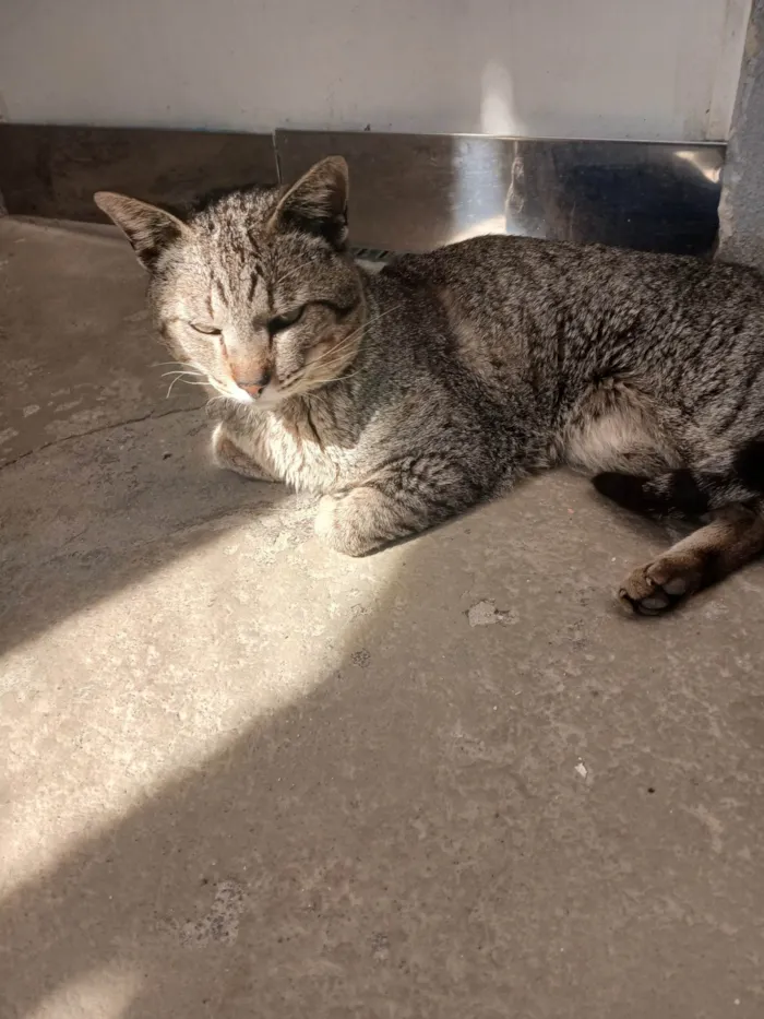 Gato ra a Exótico idade 2 anos nome Dino
