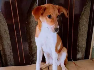 Cachorro raça SRD-ViraLata idade 2 a 6 meses nome Belinha 